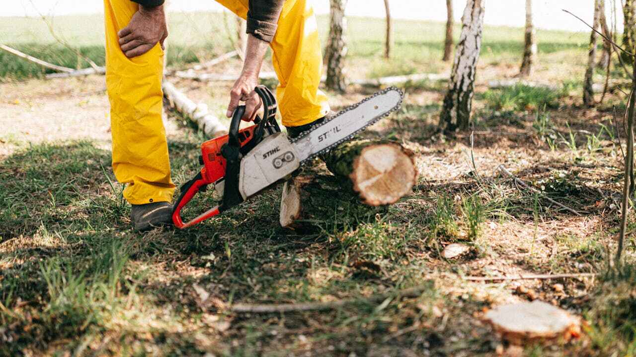 Best Tree Trimming and Pruning  in Port Charlotte, FL